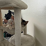 Kimchi is registered to the contest to win money with this photo: animal, cat, cat_tree, cozy, cute, ears, feline, fur, hammock, home, indoor, kitten, paws, pet, relaxed, resting, tabby_cat, two_kittens, whiskers, white_cat