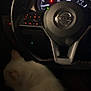 cat, car_interior, steering_wheel, dashboard, nissan, dark, night, vehicle, pet, animal, feline, fur, indoor, instrument_panel, buttons, seat, closeup, shadow, low_light, electronics
