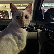 Kimchi joined the competition — help win amazing prizes! animal, car_interior, cat, closeup, collar, curious, dark, dashboard, eyes, feline, indoor, mammal, night, pet, portrait, reflection, seat, vehicle, white_cat, window