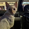 cat, white_cat, indoor, car_interior, night, animal, pet, curious, eyes, collar, seat, dashboard, window, reflection, dark, feline, mammal, vehicle, closeup, portrait