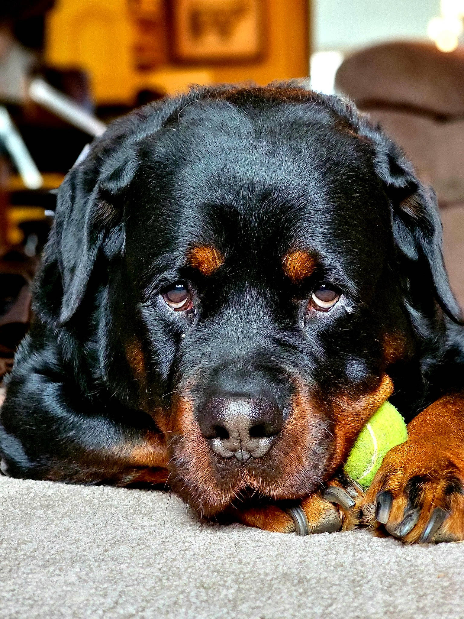 Mio joined the competition — help win amazing prizes! austrian_black_and_tan_hound, canidae, carnivore, companion_dog, dog, dog_breed, guard_dog, hound, hunting_dog, liver, rottweiler, snout, sporting_group, terrestrial_animal, working_animal, working_dog