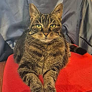 étoile participe au concours pour gagner de l'argent avec cette photo : animal, cat, chair, cozy, cute, domestic_cat, feline, fur, green_eyes, home, indoor, looking_at_camera, pet, portrait, red_cushion, relaxed, sitting, tabby, whiskers, wooden_chair