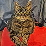 animal, cat, chair, cozy, cute, domestic_cat, feline, fur, green_eyes, home, indoor, looking_at_camera, pet, portrait, red_cushion, relaxed, sitting, tabby, whiskers, wooden_chair