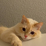 Luna is registered to the contest to win money with this photo: cat, animal, pet, feline, cute, fluffy, cream_color, orange_color, paw, whiskers, ears, face, lying_down, indoor, curious, closeup, soft_texture, relaxed, domestic, looking