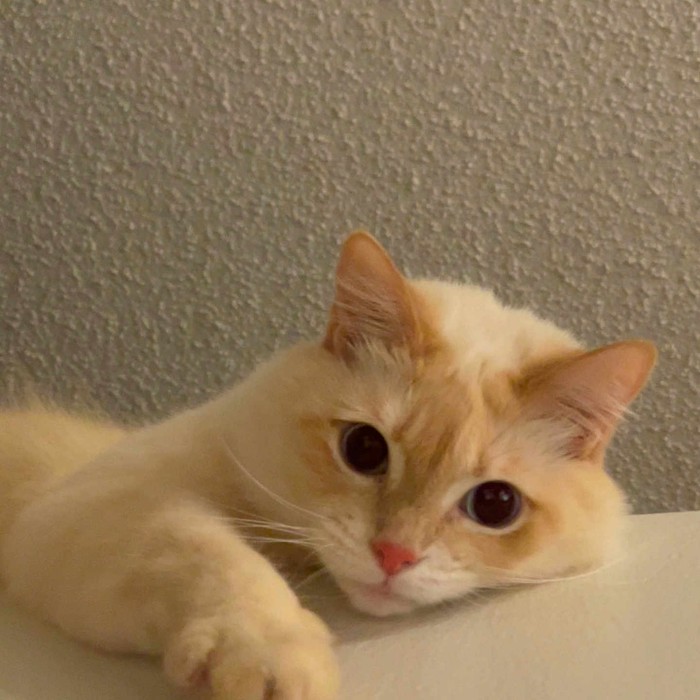 Luna is registered to the contest to win money with this photo: animal, cat, closeup, cream_color, curious, cute, domestic, ears, face, feline, fluffy, indoor, looking, lying_down, orange_color, paw, pet, relaxed, soft_texture, whiskers