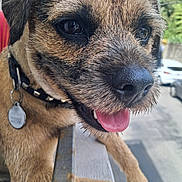 Jean Poil a rejoint le concours — aidez-le/la à gagner de superbes lots ! animal, black_nose, brown_fur, car, close_up, collar, cute, daylight, dog, greenery, happy, metal, outdoor, paw, pet, portrait, railing, street, tag, tongue_out