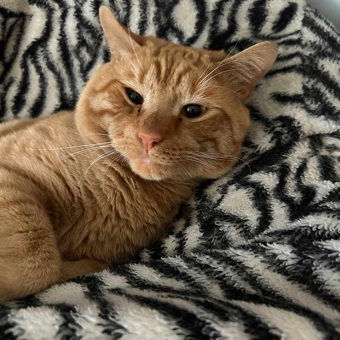 Cheeto is registered to the contest to win money with this photo: animal, blanket, cat, close_up, cozy, cute, ears, feline, fur, indoor, lying_down, nose, orange_tabby, pattern, pet, relaxed, resting, soft_texture, whiskers, zebra_print