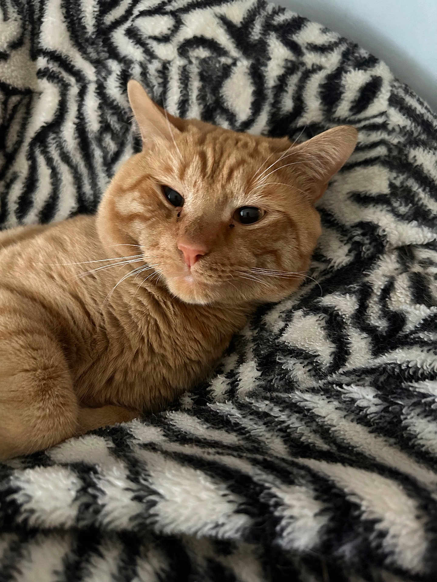 Cheeto is registered to the contest to win money with this photo: cat, orange_tabby, pet, feline, animal, whiskers, ears, nose, fur, relaxed, lying_down, blanket, pattern, zebra_print, soft_texture, indoor, close_up, cute, cozy, resting