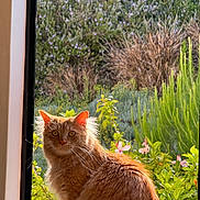 Stinky is registered to the contest to win money with this photo: cat, orange_cat, fluffy, window, sunlight, outdoor, plants, flowers, greenery, pet, feline, nature, portrait, animal, whiskers, ears, sitting, daylight, garden, fur