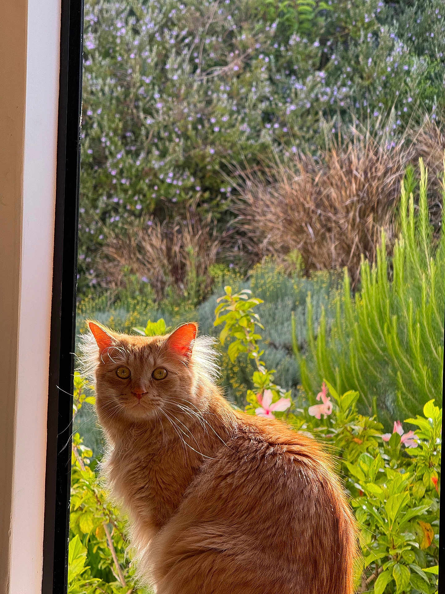 Stinky is registered to the contest to win money with this photo: cat, orange_cat, fluffy, window, sunlight, outdoor, plants, flowers, greenery, pet, feline, nature, portrait, animal, whiskers, ears, sitting, daylight, garden, fur