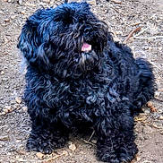 Tink joined the competition — help win amazing prizes! dog, black_dog, curly_fur, pet, animal, outdoor, dirt, ground, tongue, sitting, fur, canine, cute, fluffy, playful, looking_up, nature, friendly, companion, paw