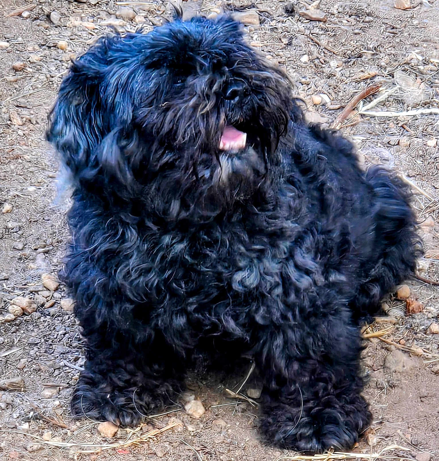 Tink joined the competition — help win amazing prizes! dog, black_dog, curly_fur, pet, animal, outdoor, dirt, ground, tongue, sitting, fur, canine, cute, fluffy, playful, looking_up, nature, friendly, companion, paw