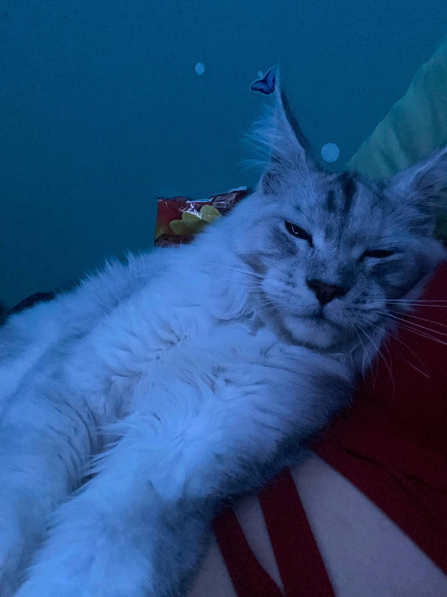 Dada participe au concours pour gagner de l'argent avec cette photo : carnivore, cat, electric_blue, event, felidae, fur, paw, small_to_medium_sized_cats, tail, whiskers, winter