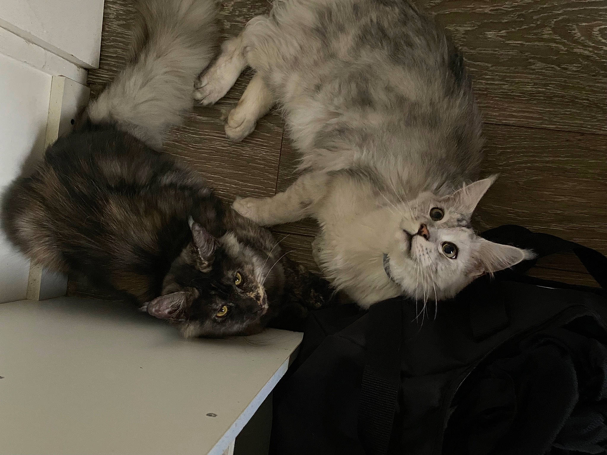 Dada a rejoint le concours — aidez-le/la à gagner de superbes lots ! carnivore, cat, claw, comfort, domestic_short_haired_cat, felidae, fur, grey, mammal, monochrome, monochrome_photography, nap, paw, small_to_medium_sized_cats, snout, table, tail, vertebrate, whiskers