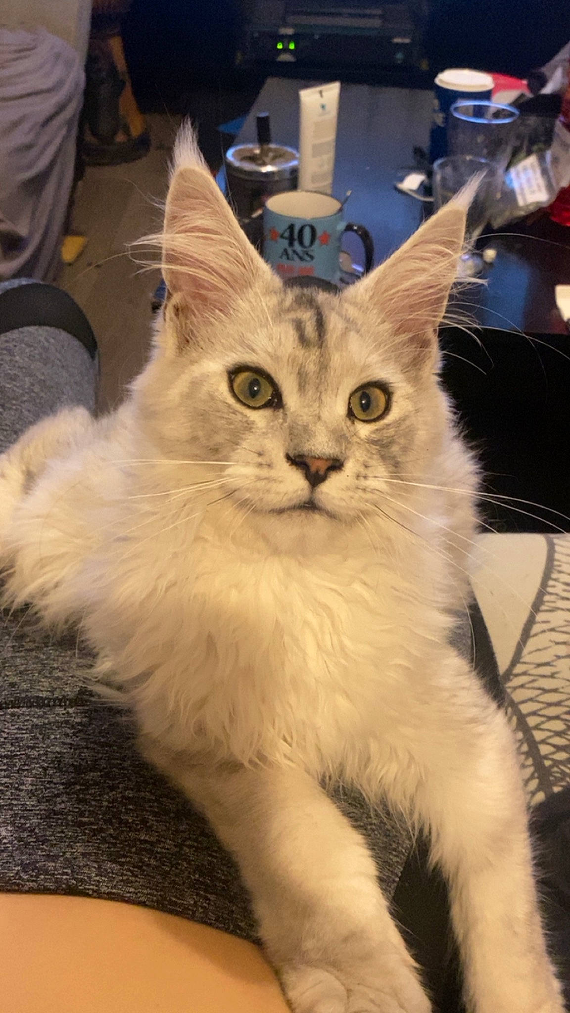 Dada participe au concours pour gagner de l'argent avec cette photo : carnivore, cat, chair, claw, domestic_short_haired_cat, event, fawn, felidae, fur, paw, small_to_medium_sized_cats, snout, tail, whiskers