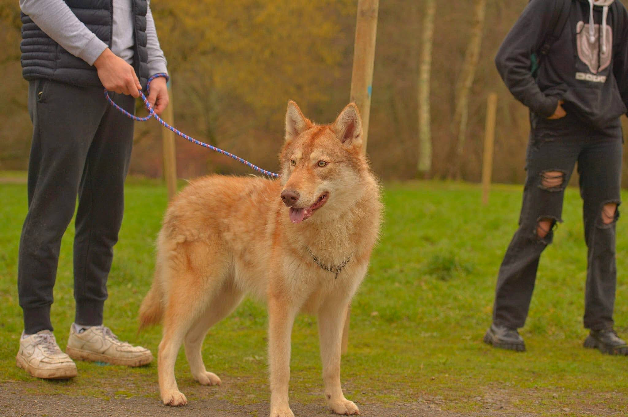 Unxia participe au concours pour gagner de l'argent avec cette photo : ancient_dog_breeds, animal_sports, animal_training, canidae, carnivore, companion_dog, dog, dog_breed, fawn, fur, grass, leash, mammal, sporting_group, sports, tail, vertebrate, wildlife, working_animal, working_dog