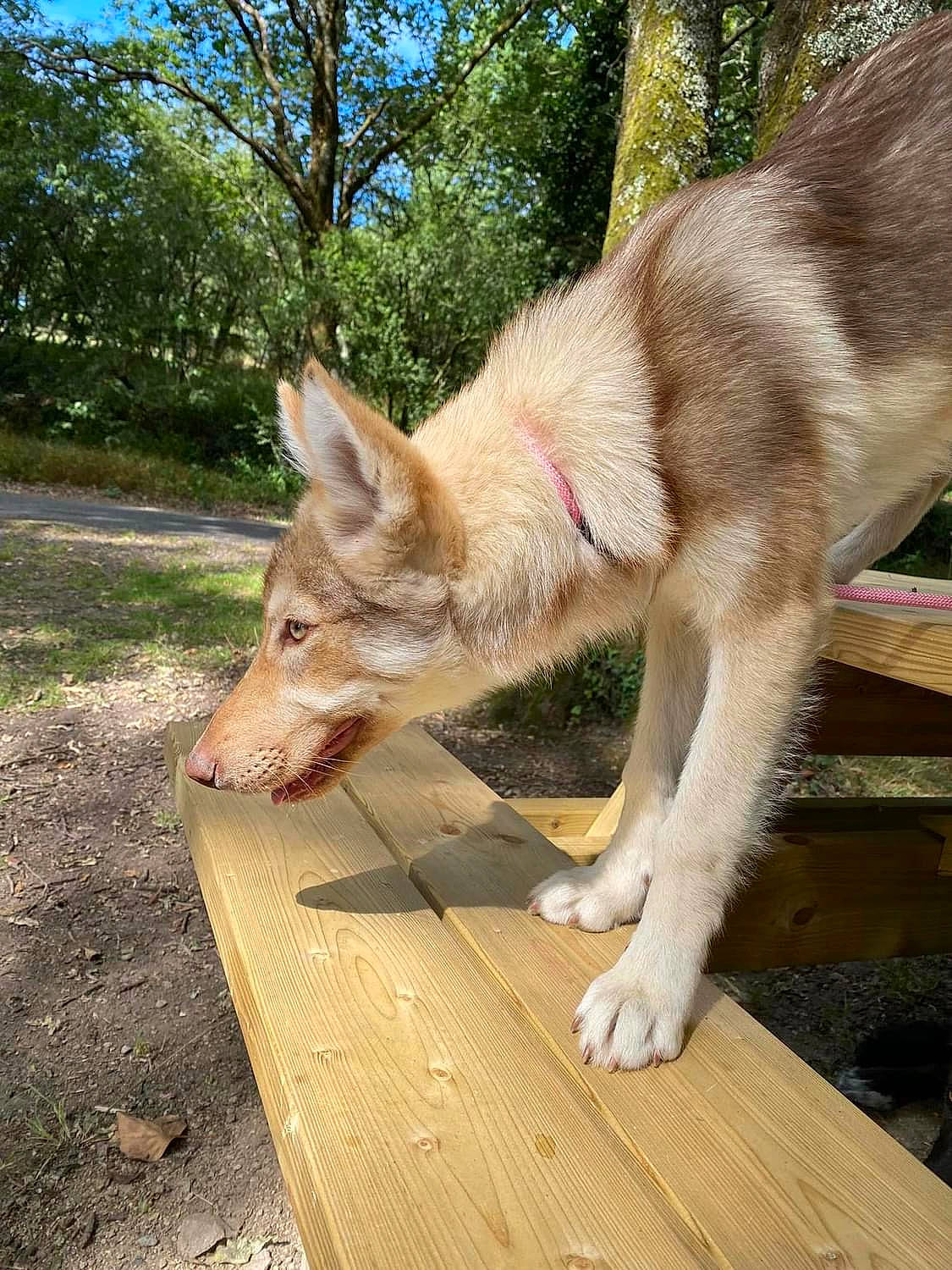 Unxia participe au concours pour gagner de l'argent avec cette photo : canidae, canis, carnivore, dog, dog_breed, east_european_shepherd, fawn, german_shepherd_dog, hardwood, plank, plant, sky, snout, sporting_group, tail, terrestrial_animal, tree, wildlife, wolf, wood