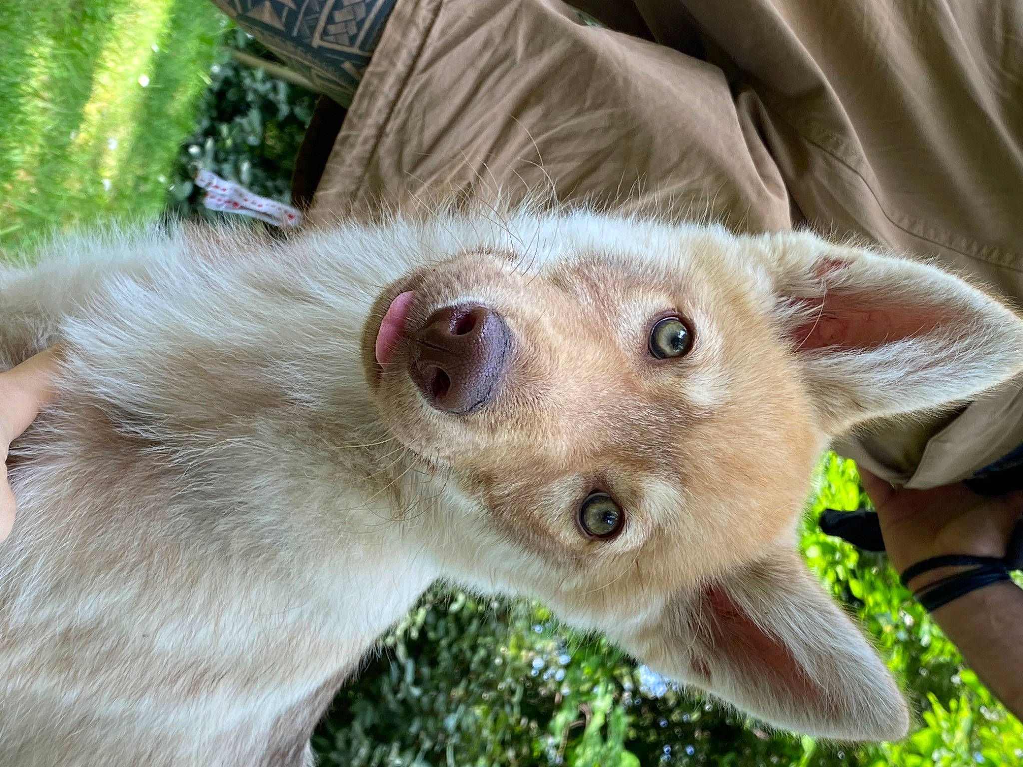 Unxia participe au concours pour gagner de l'argent avec cette photo : canidae, carnivore, companion_dog, dog_breed, fawn, felidae, fur, grass, marsupial, small_to_medium_sized_cats, snout, sporting_group, tail, terrestrial_animal, whiskers, wildlife, working_animal