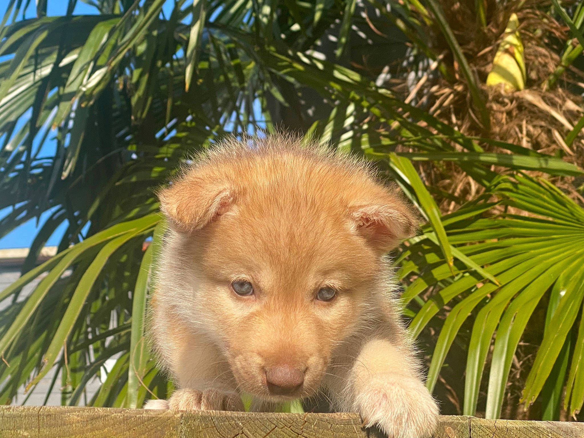 Unxia participe au concours pour gagner de l'argent avec cette photo : arecales, canidae, carnivore, dog_breed, fawn, fur, grass, palm_tree, plant, sky, snout, terrestrial_animal, terrestrial_plant, tree, trunk, twig, whiskers, wildlife, wood, woody_plant