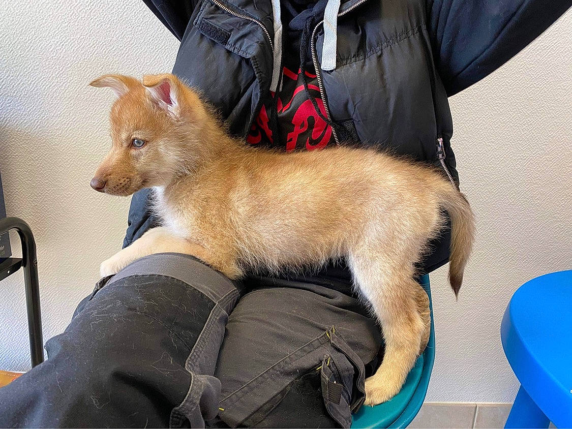 Unxia participe au concours pour gagner de l'argent avec cette photo : canidae, carnivore, chair, collar, comfort, companion_dog, dingo, dog, dog_breed, dog_supply, fawn, fur, lap, puppy, snout, spitz, sporting_group, tail, toy_dog, working_animal