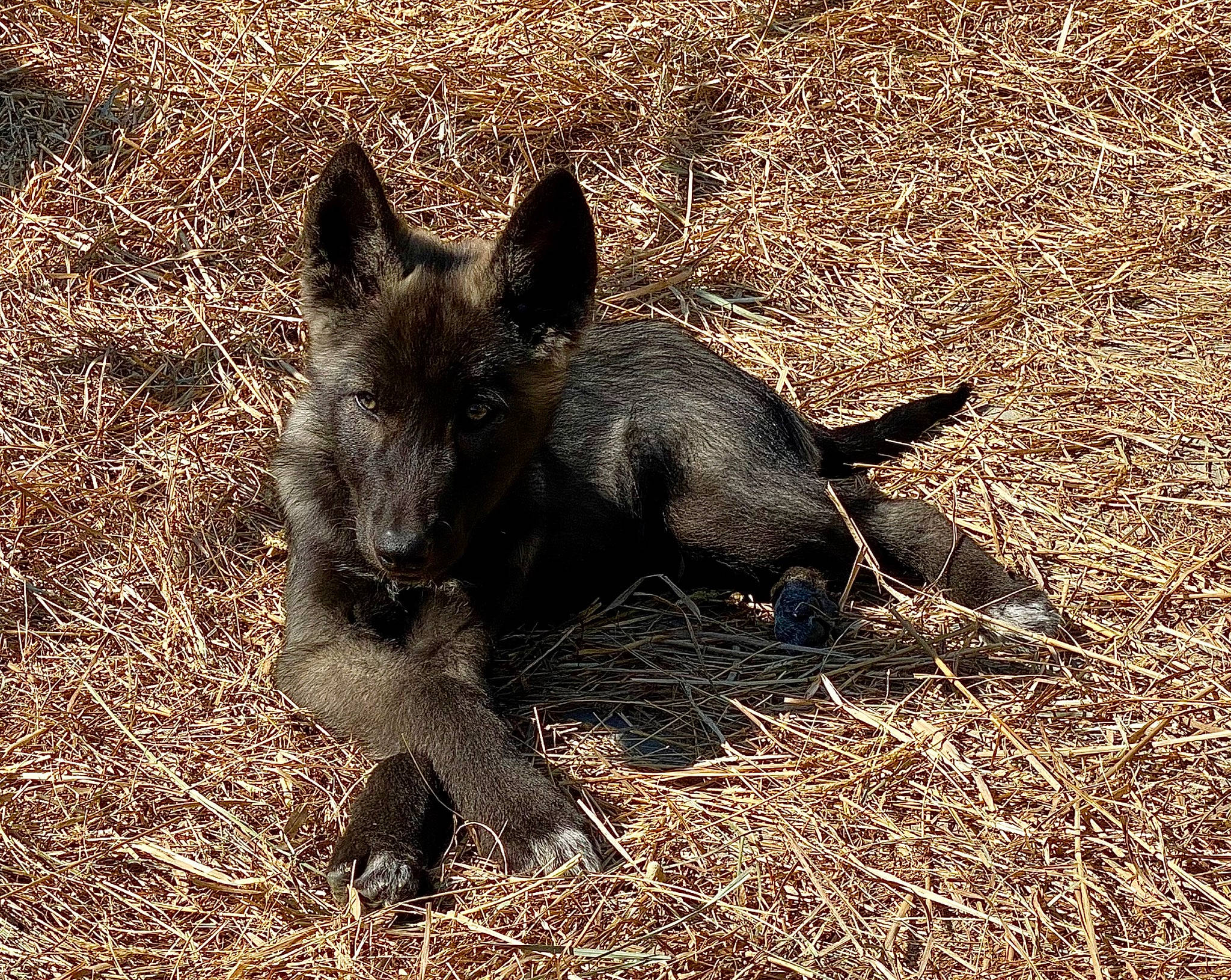 Uthan a rejoint le concours — aidez-le/la à gagner de superbes lots ! canidae, carnivore, dog, dog_breed, grass, lycaon_pictus, snout, soil, sporting_group, suidae, terrestrial_animal