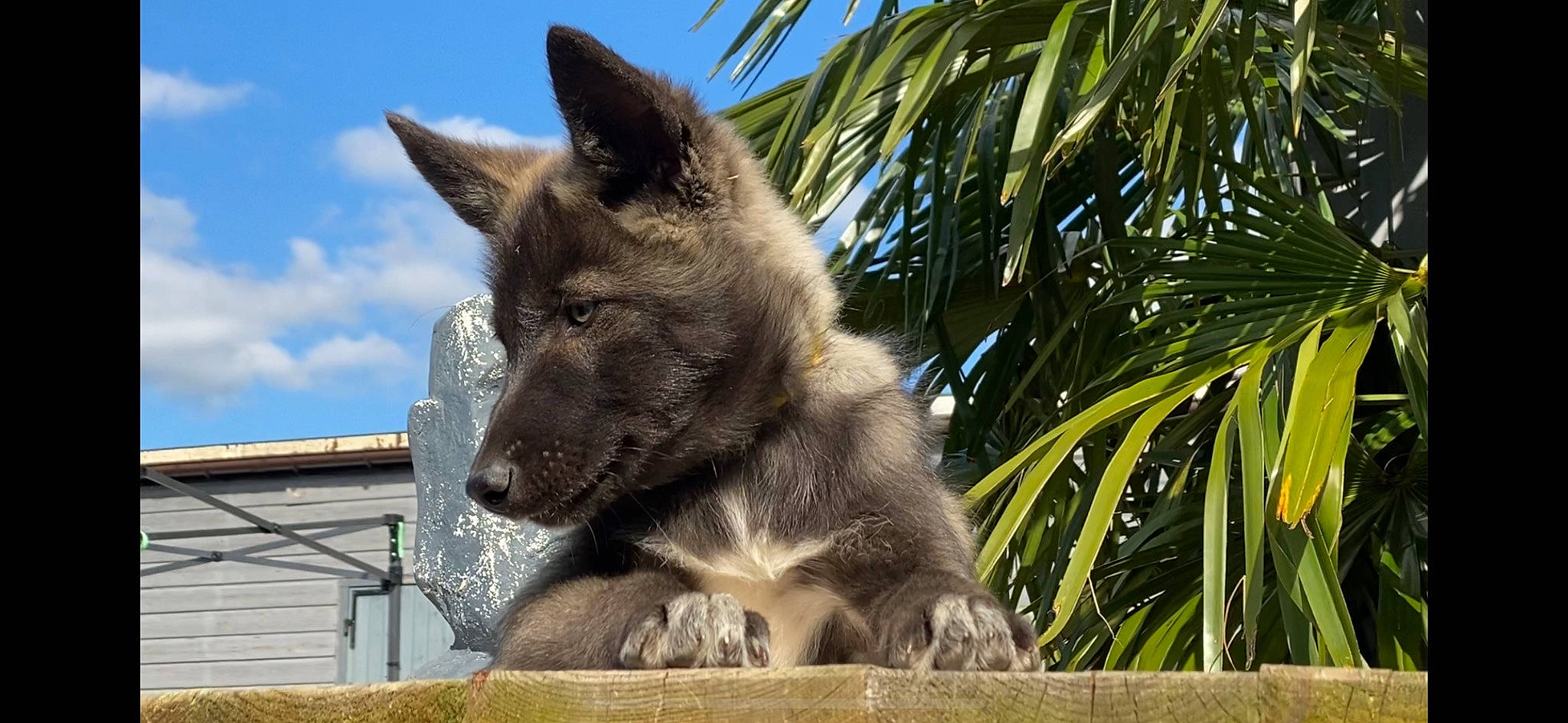 Uthan a rejoint le concours — aidez-le/la à gagner de superbes lots ! arecales, canidae, canis, carnivore, cloud, dog, dog_breed, fawn, german_shepherd_dog, palm_tree, sky, sporting_group, terrestrial_animal, tree, working_dog