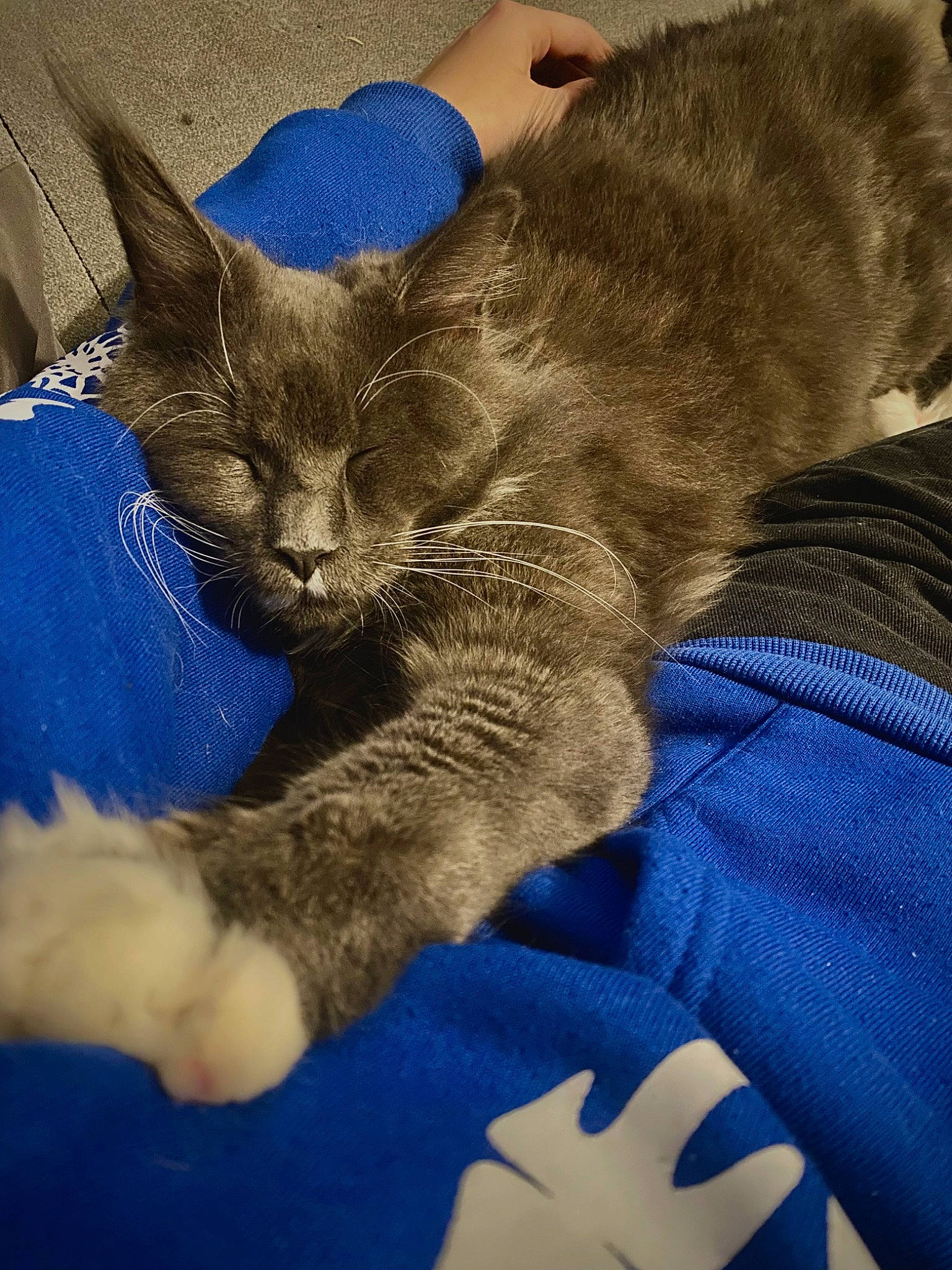 Bella a rejoint le concours — aidez-le/la à gagner de superbes lots ! blue, carnivore, cat, claw, comfort, domestic_short_haired_cat, electric_blue, felidae, foot, fur, gesture, human_leg, nap, paw, plant, small_to_medium_sized_cats, snout, tail, whiskers