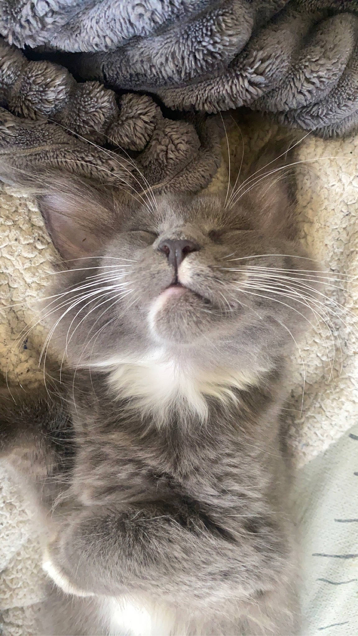 Bella participe au concours pour gagner de l'argent avec cette photo : carnivore, cat, claw, domestic_short_haired_cat, ear, eye, felidae, fur, grey, monochrome_photography, paw, plant, small_to_medium_sized_cats, snout, tail, terrestrial_animal, tree, whiskers, window, wrinkle