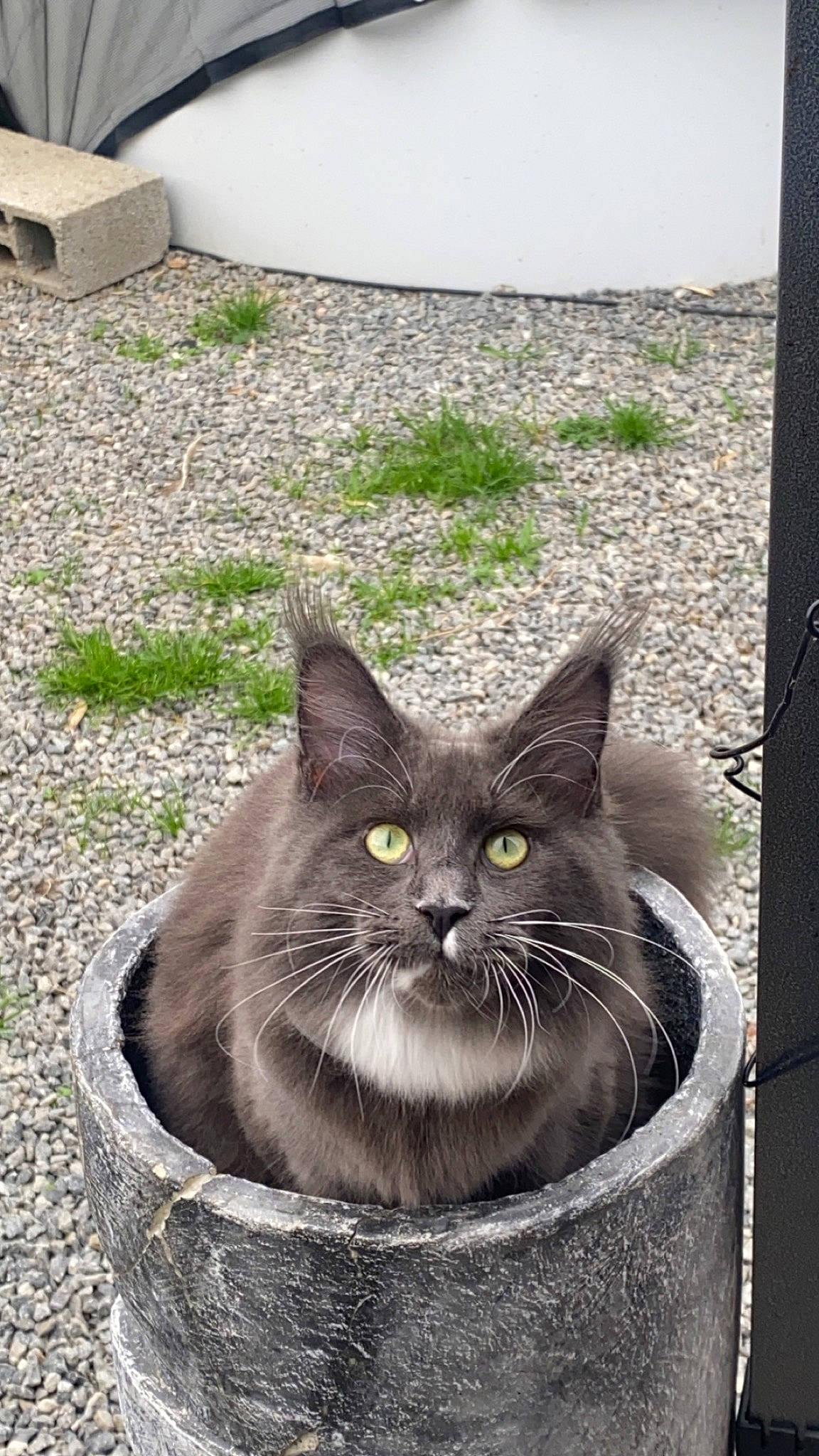 Bella a rejoint le concours — aidez-le/la à gagner de superbes lots ! black_cat, box, carnivore, cat, domestic_short_haired_cat, felidae, fur, grass, grey, groundcover, road_surface, sitting, small_to_medium_sized_cats, snout, soil, terrestrial_animal, whiskers, window