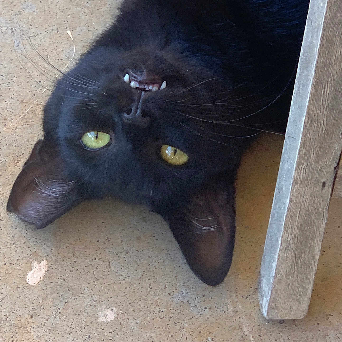 June June joined the competition — help win amazing prizes! animal, black_cat, cat, close_up, curious, cute, domestic_cat, ears, feline, floor, indoor, mischievous, pet, portrait, resting, teeth, upside_down, whiskers, wooden_furniture, yellow_eyes