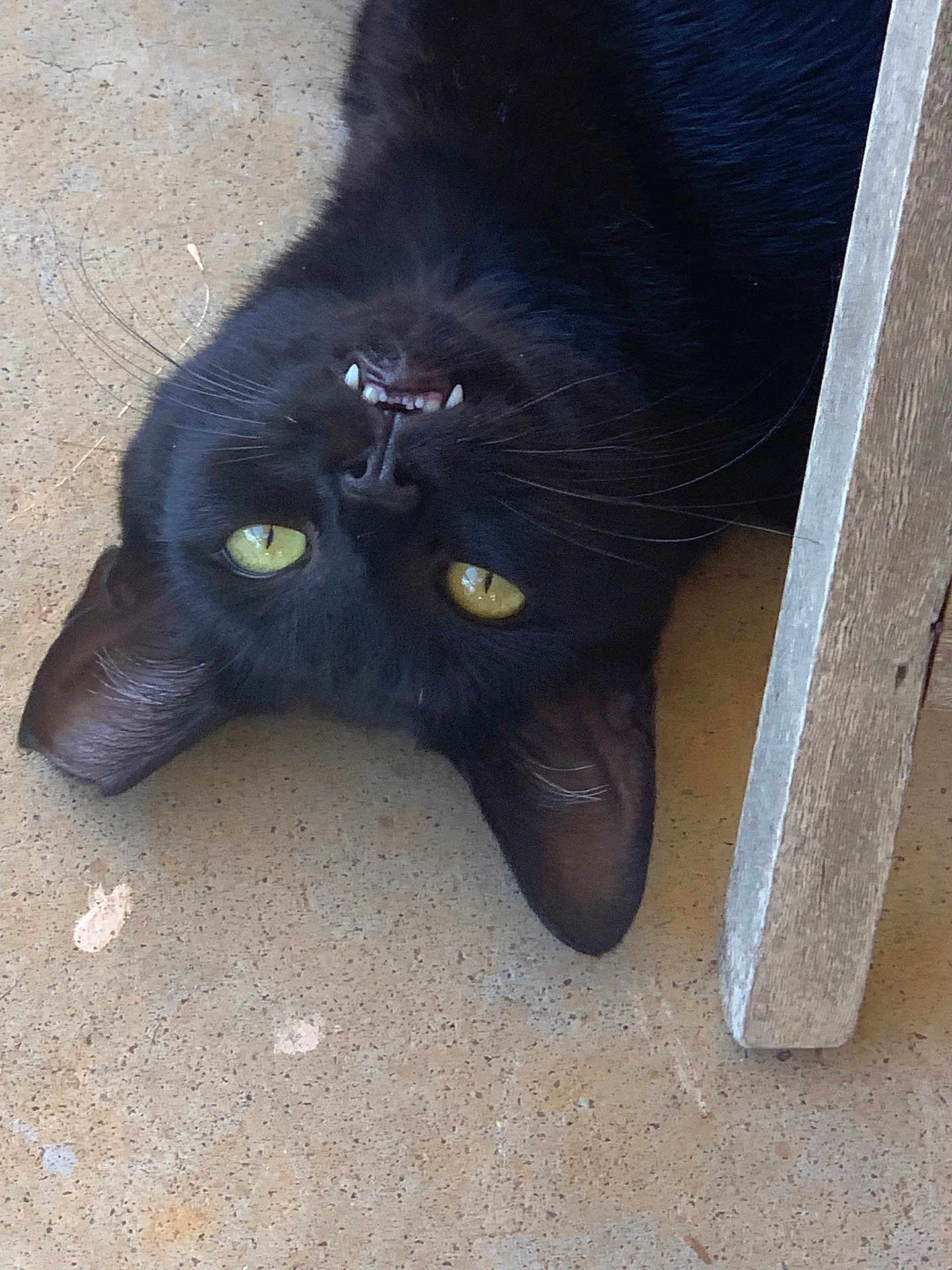 June June joined the competition — help win amazing prizes! black_cat, cat, upside_down, yellow_eyes, whiskers, teeth, wooden_furniture, floor, curious, mischievous, pet, animal, close_up, indoor, feline, ears, portrait, resting, cute, domestic_cat