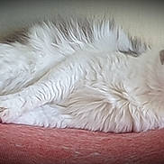 Sissou participe au concours pour gagner de l'argent avec cette photo : animal, cat, closeup, cozy, cute, feline, fluffy, fur, gray, green_eyes, indoor, lying_down, pet, portrait, relaxed, resting, soft_texture, vignette, whiskers, white