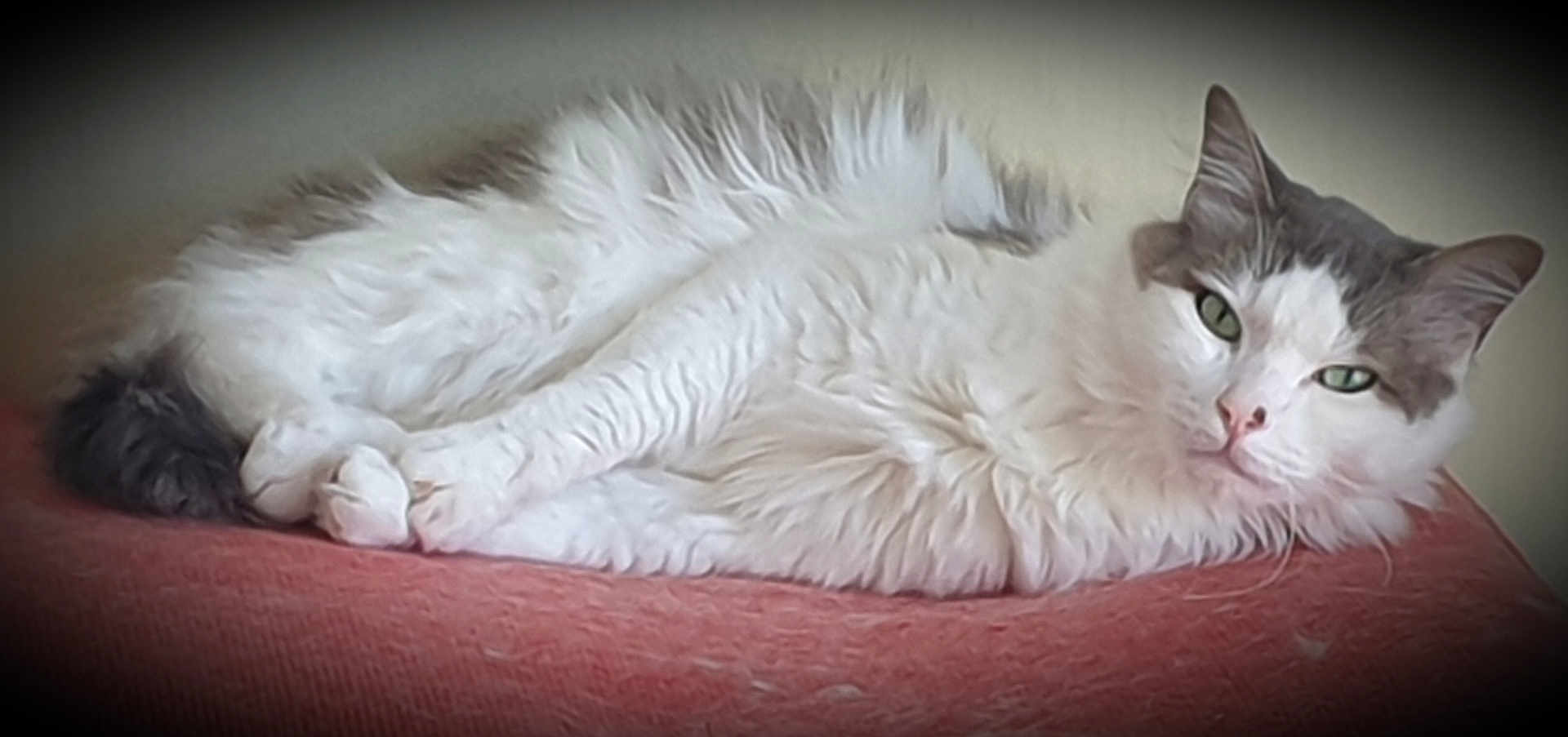 Sissou participe au concours pour gagner de l'argent avec cette photo : animal, cat, closeup, cozy, cute, feline, fluffy, fur, gray, green_eyes, indoor, lying_down, pet, portrait, relaxed, resting, soft_texture, vignette, whiskers, white