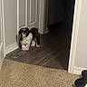 dog, small_dog, black_and_white, fluffy, indoor, doorway, carpet, hardwood_floor, water_bowl, pet, animal, house, room, home, floor, door, standing, curious, cute, domestic