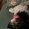Baylee is registered to the contest to win money with this photo: dog, pet, upside_down, couch, fluffy, black_and_white, collar, indoor, cute, smiling, resting, close_up, furniture, home, canine, nose, fur, relaxed, cozy, animal