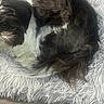Baylee is registered to the contest to win money with this photo: dog, black_and_white, fluffy, shaggy_blanket, pet, animal, relaxing, fur, cute, indoors, resting, companion, small_dog, laying_down, cozy, calm, home, comfort, portrait, snout
