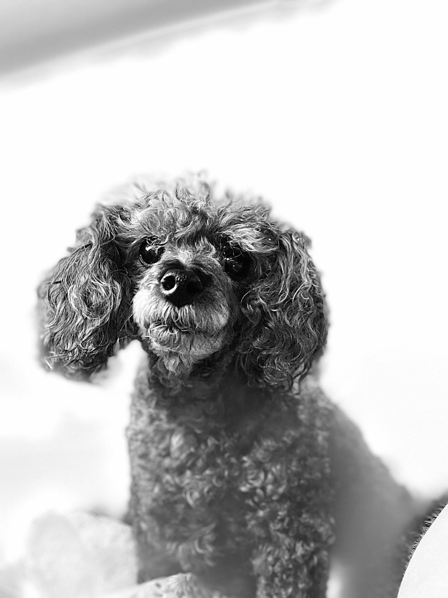 Maggie is registered to the contest to win money with this photo: canidae, carnivore, companion_dog, dog, dog_breed, fur, maltepoo, monochrome, monochrome_photography, poodle, poodle_crossbreed, snout, sporting_group, style, terrestrial_animal, terrier, toy_dog, water_dog, whiskers, working_animal