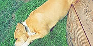 Oslo participe au concours pour gagner de l'argent avec cette photo : carnivoran, dog, dog_breed, dog_like_mammal, fauna, fawn, grass, snout, tail, wood