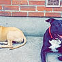 Oslo a rejoint le concours — aidez-le/la à gagner de superbes lots ! american_pit_bull_terrier, carnivoran, dog, dog_breed, dog_breed_group, dog_like_mammal, pit_bull, puppy, snout