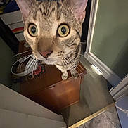 Sir Winston is registered to the contest to win money with this photo: cat, indoor, furniture, cabinet, carpet, tile_floor, close_up, curious, wide_eyes, ears, whiskers, pet, animal, domestic, brown_tabby, wooden, room, doorway, flooring, close