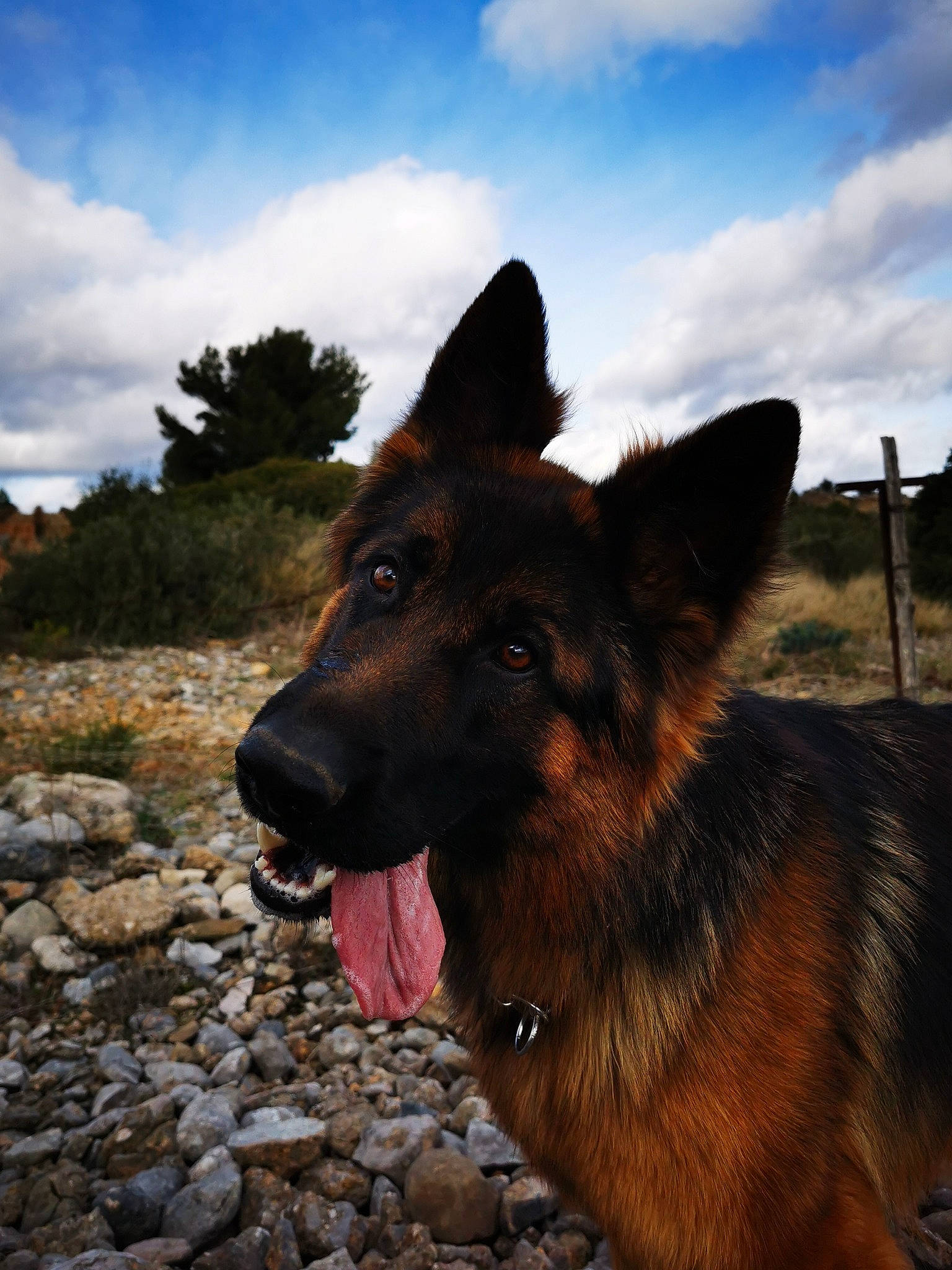 Pink participe au concours pour gagner de l'argent avec cette photo : canidae, carnivore, cloud, collar, dog, dog_breed, dog_collar, east_european_shepherd, fawn, german_shepherd_dog, herding_dog, king_shepherd, old_german_shepherd_dog, plant, sky, snout, sporting_group, tree, working_animal, working_dog
