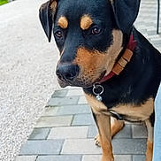 Princesse a rejoint le concours — aidez-le/la à gagner de superbes lots ! dog, animal, pet, black_and_tan, collar, pavement, outdoor, sidewalk, person_leg, footwear, socks, building, door, window, tile_floor, canine, cute, companion, domestic_animal, sitting