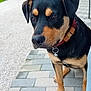 dog, animal, pet, black_and_tan, collar, pavement, outdoor, sidewalk, person_leg, footwear, socks, building, door, window, tile_floor, canine, cute, companion, domestic_animal, sitting