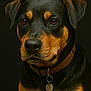Princesse a rejoint le concours — aidez-le/la à gagner de superbes lots ! rottweiler, dog, pet, portrait, closeup, black_background, collar, tag, wet_fur, animal, mammal, canine, brown_eyes, ears, snout, fur, looking_away, domestic_animal, alert, studio_photo