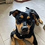 dog, indoor, floor, tile, pet, animal, black, tan, ears, collar, bed, resting, looking, curious, domestic, muzzle, paws, fur, closeup, young