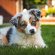 Ruben participe au concours pour gagner de l'argent avec cette photo : puppy, dog, australian_shepherd, blue_eyes, grass, outdoor, pet, cute, fur, animal, lying_down, nature, young_dog, portrait, greenery, domestic_animal, close_up, adorable, playful, summer