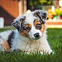 puppy, dog, australian_shepherd, blue_eyes, grass, outdoor, pet, cute, fur, animal, lying_down, nature, young_dog, portrait, greenery, domestic_animal, close_up, adorable, playful, summer
