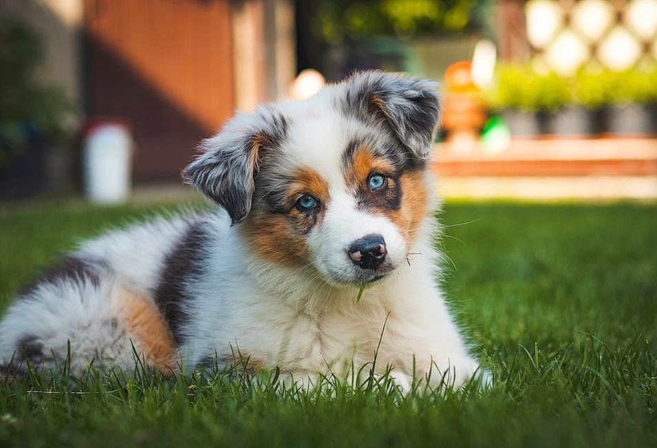 Ruben participe au concours pour gagner de l'argent avec cette photo : puppy, dog, australian_shepherd, blue_eyes, grass, outdoor, pet, cute, fur, animal, lying_down, nature, young_dog, portrait, greenery, domestic_animal, close_up, adorable, playful, summer