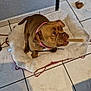 dog, pet, brown_dog, dog_bed, indoor, tile_floor, chewing, collar, pink_collar, shadow, wall, floor, pet_bed, animal, canine, resting, toy, cute, companion, small_dog