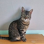 Mamour a rejoint le concours — aidez-le/la à gagner de superbes lots ! cat, tabby_cat, pet, animal, feline, green_eyes, sitting, wooden_surface, indoor, curious, looking_at_camera, striped_fur, whiskers, ears, tail, texture_wall, domestic_cat, calm, attentive, house_pet